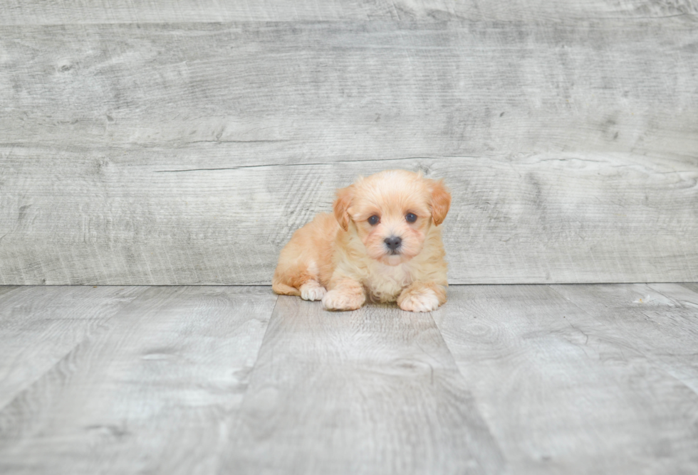 Maltipoo Puppy for Adoption