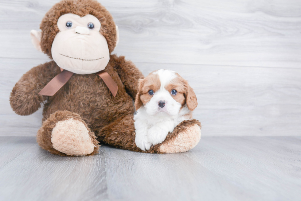 Popular Cavapoo Poodle Mix Pup