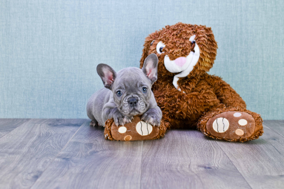 Best French Bulldog Baby