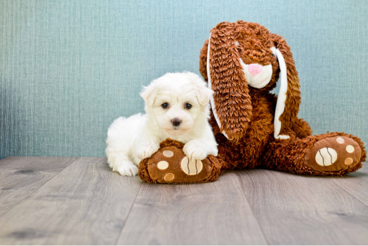 Best Maltipoo Baby