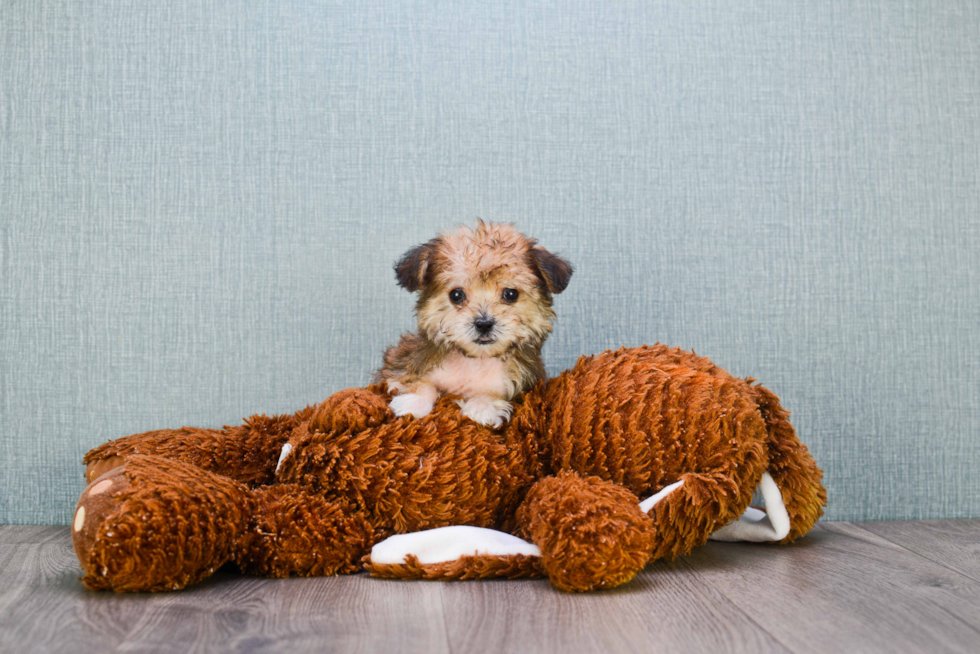 Little Yorkie Designer Puppy