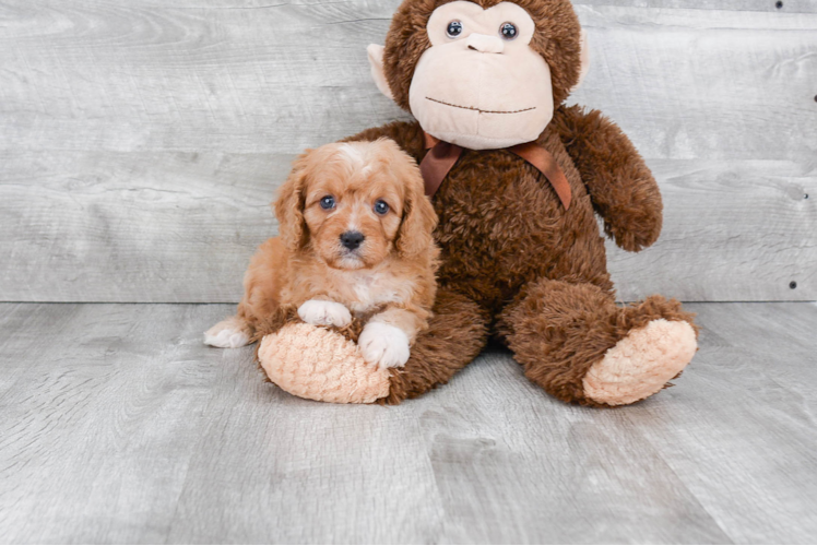 Playful Cavoodle Poodle Mix Puppy