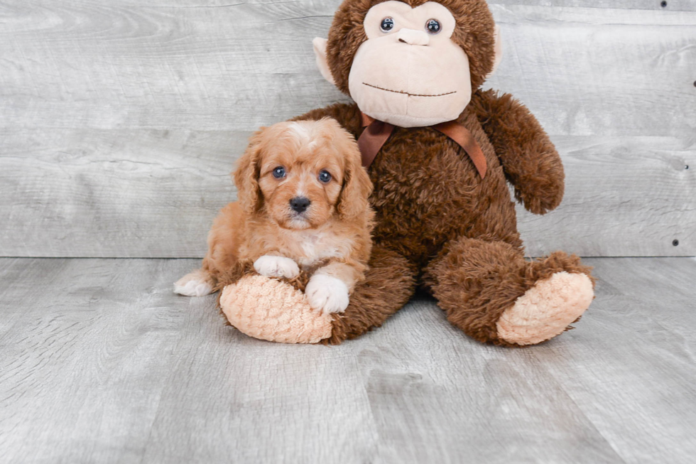 Playful Cavoodle Poodle Mix Puppy