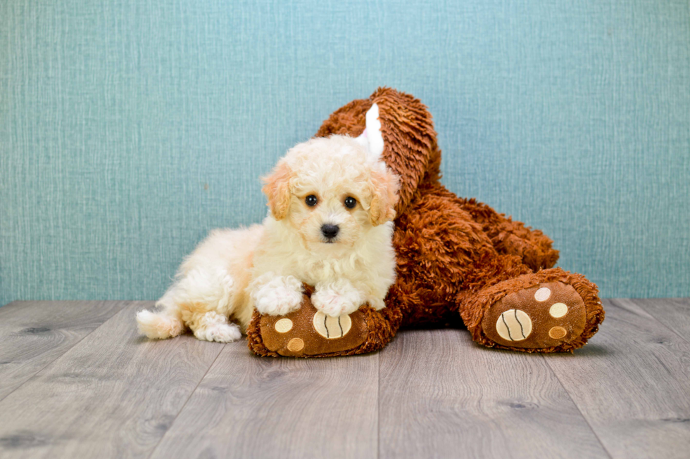 Best Cavapoo Baby