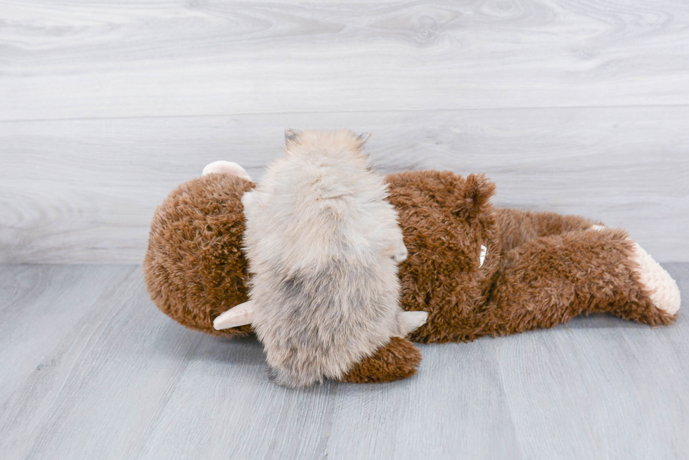 Pomeranian Pup Being Cute