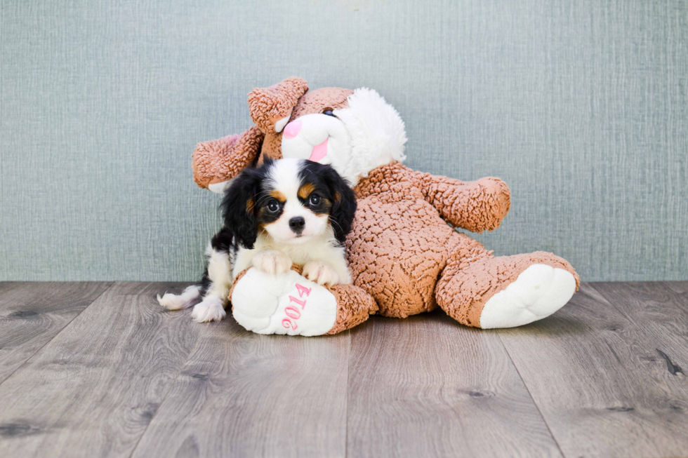 Cavalier King Charles Spaniel Puppy for Adoption