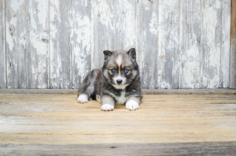 Pomsky Puppy for Adoption