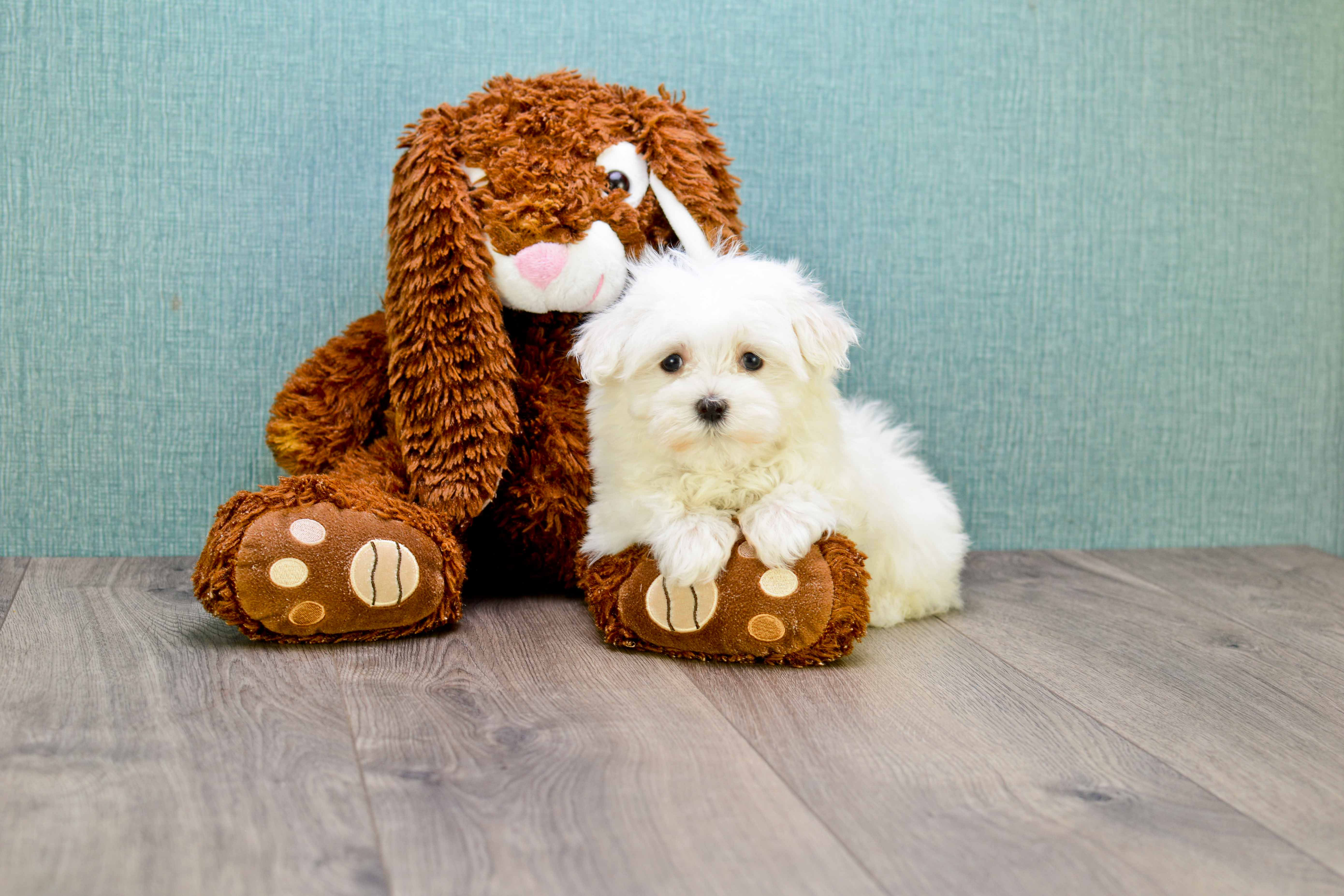 Playful Maltese Purebred Pup
