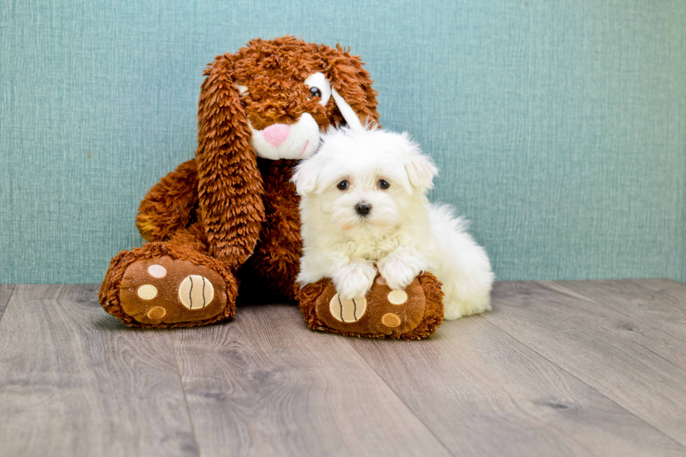 Playful Maltese Purebred Pup