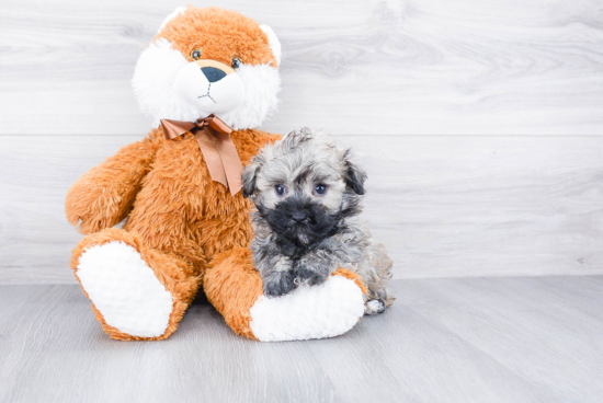 Hypoallergenic Havanese Baby