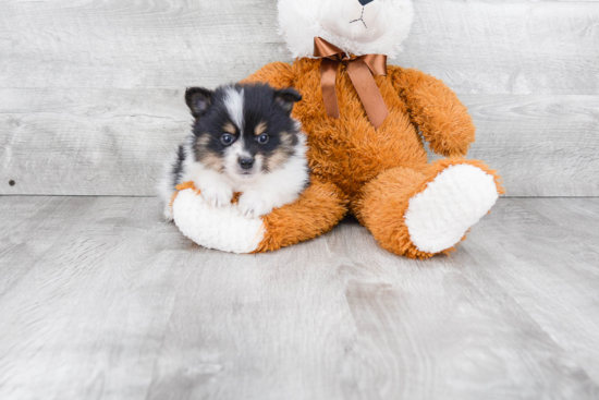 Playful Pomeranian Purebred Pup