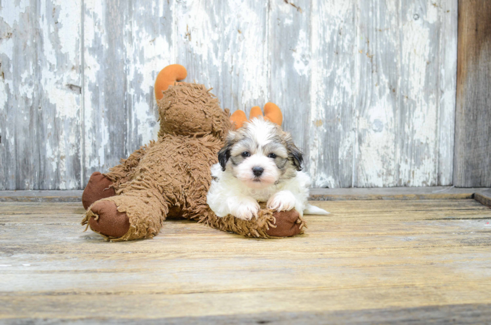 Popular Teddy Bear Designer Pup