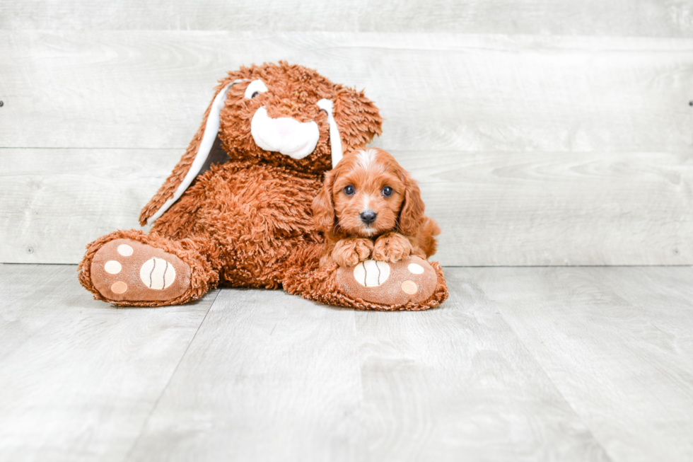 Best Cavapoo Baby