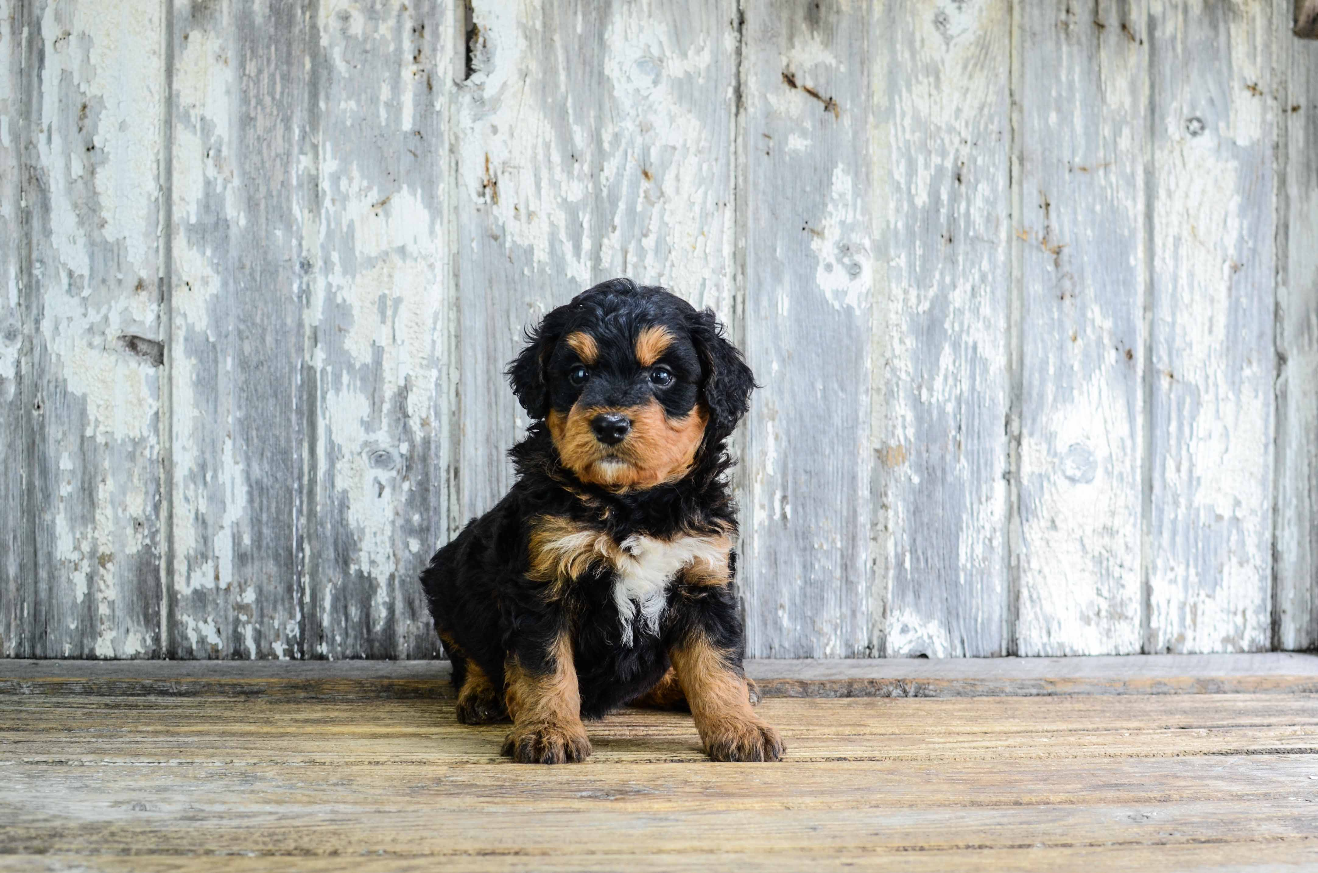 Fluffy Mini Bernedoodle Poodle Mix Pup