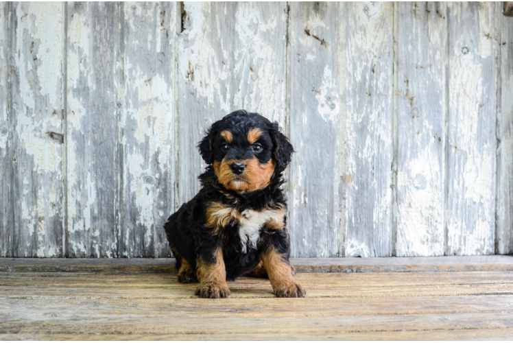 Fluffy Mini Bernedoodle Poodle Mix Pup