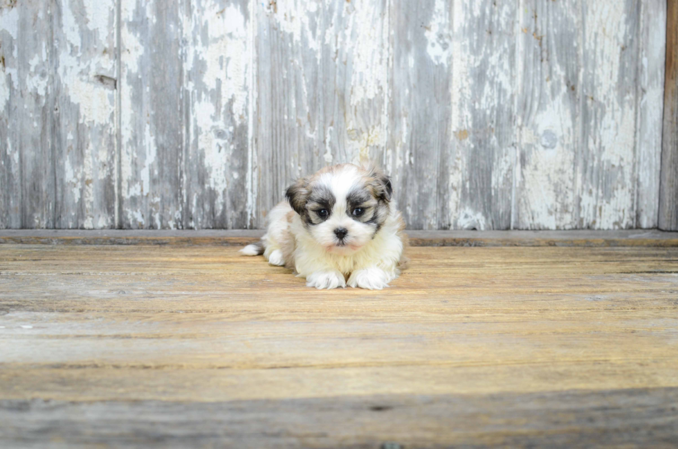 Teddy Bear Pup Being Cute