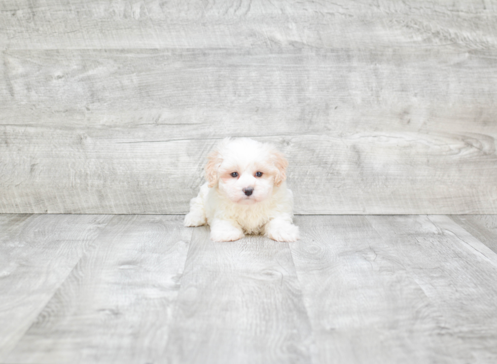 Hypoallergenic Shichon Designer Puppy