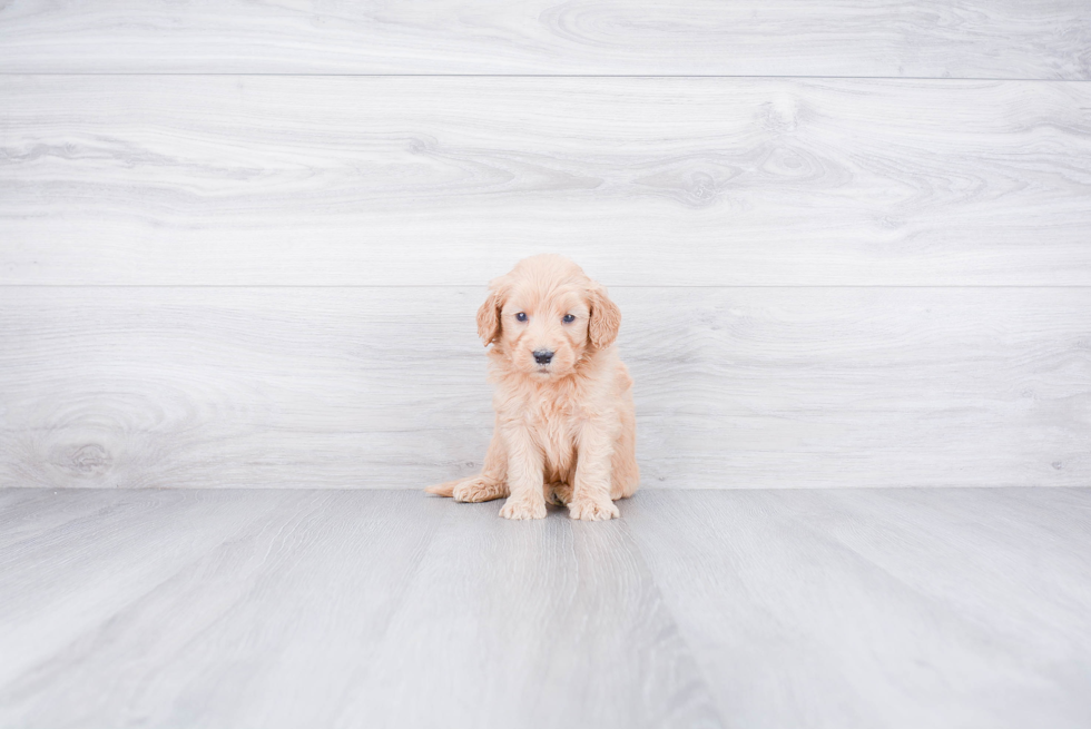 Hypoallergenic Golden Retriever Poodle Mix Puppy