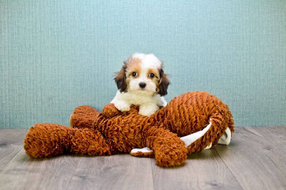 Small Cavachon Baby