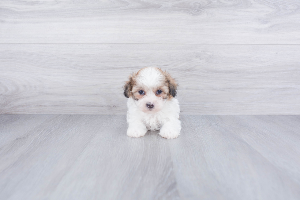 Playful Shichon Designer Puppy