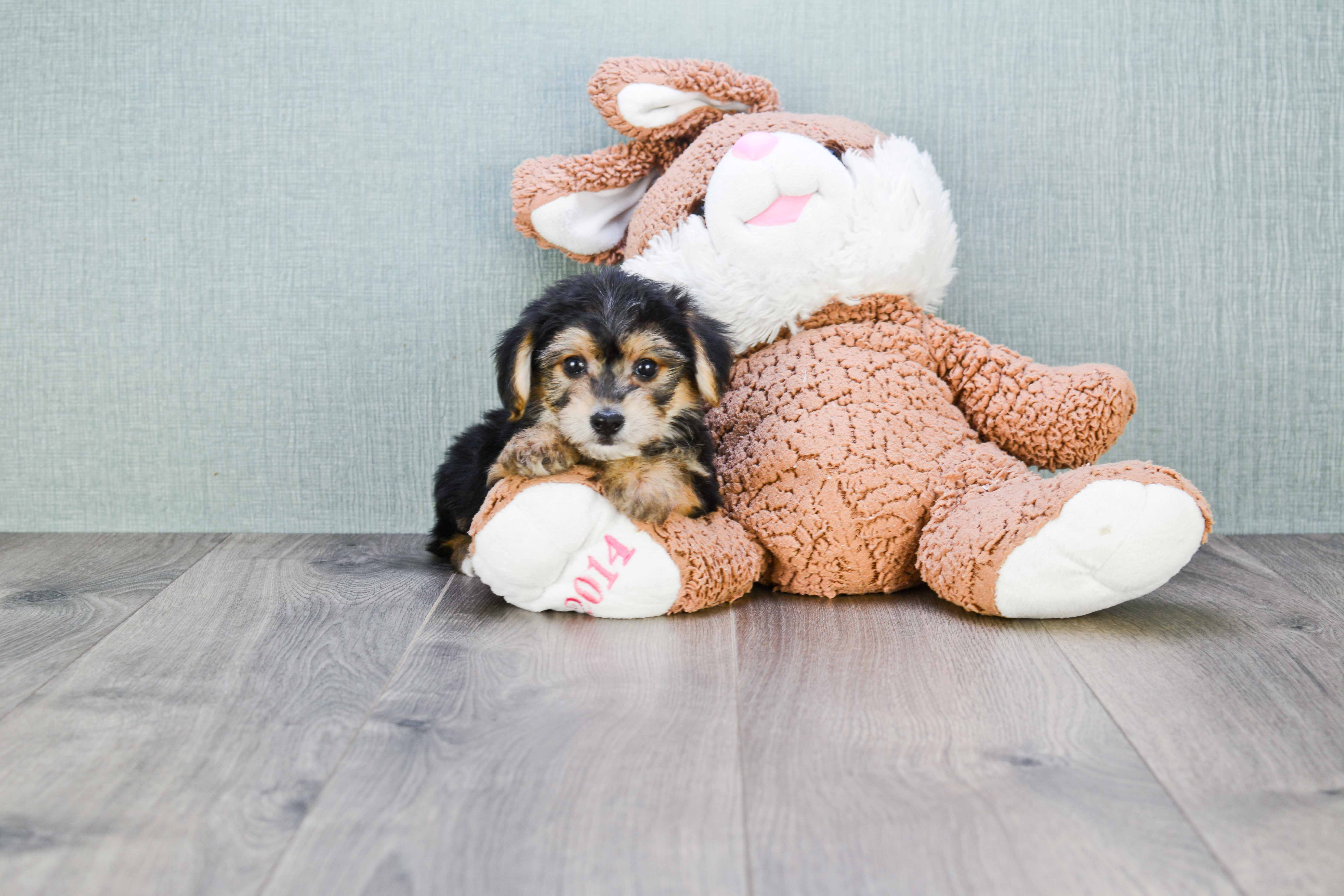 Best Morkie Baby