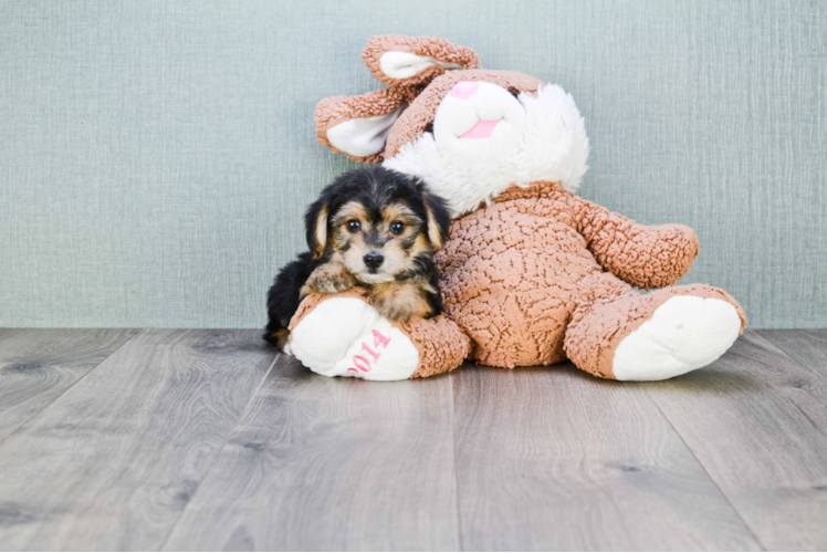 Best Morkie Baby