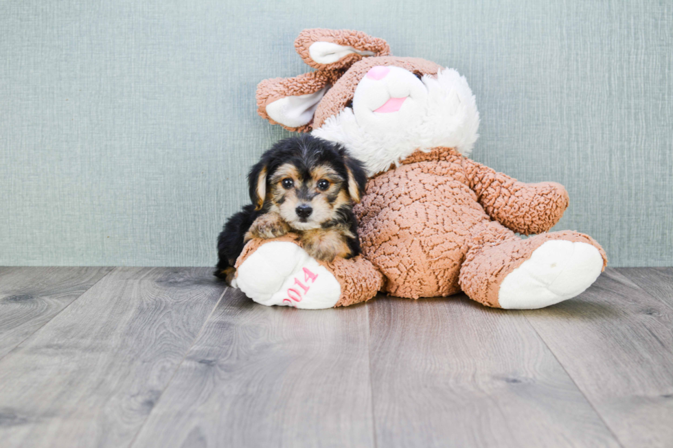 Best Morkie Baby