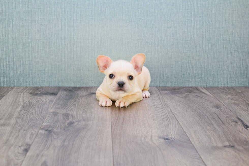 Playful French Bulldog Purebred Pup