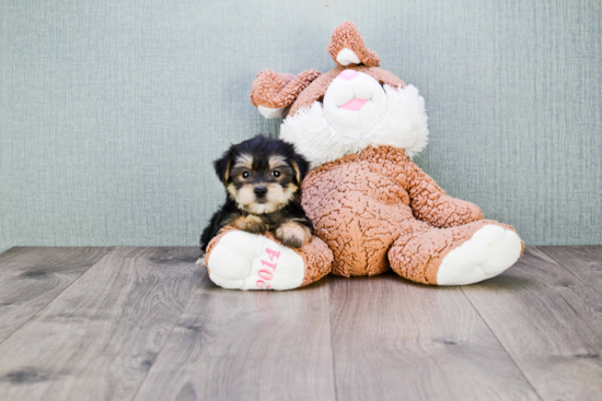 Fluffy Morkie Designer Pup