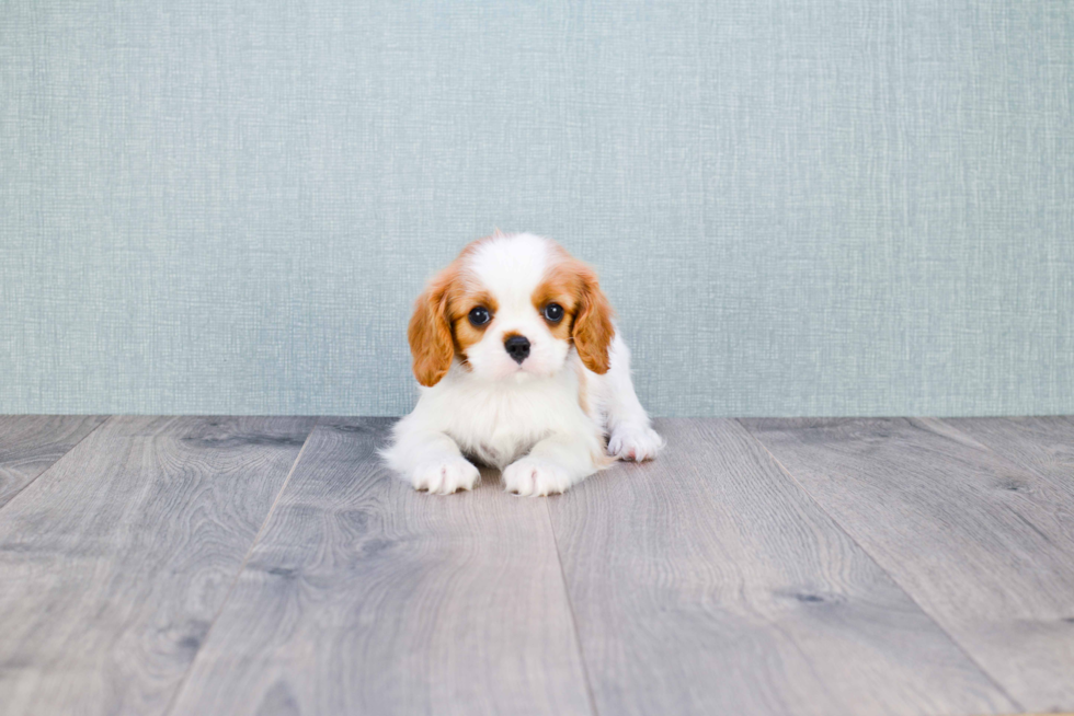 Best Cavalier King Charles Spaniel Baby