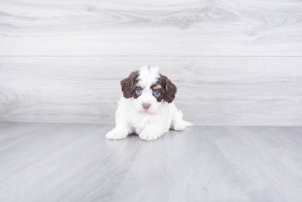 Mini Bernedoodle Puppy for Adoption