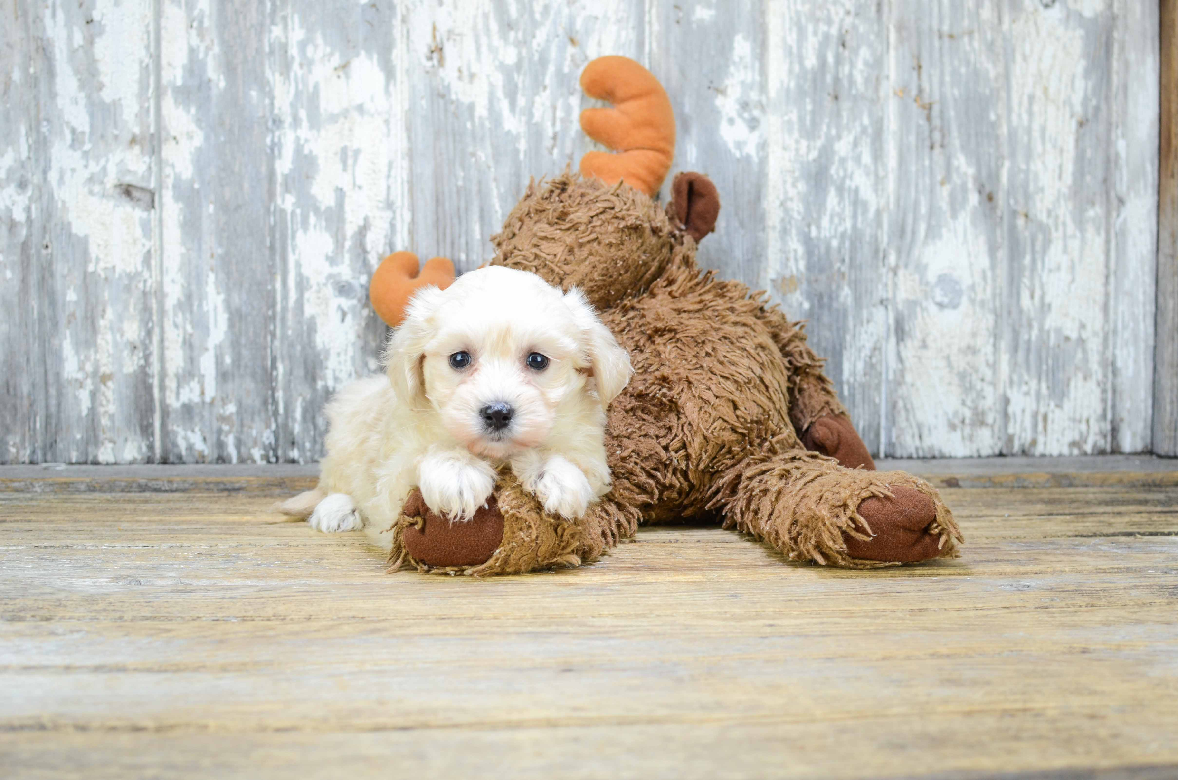 Best Maltipoo Baby