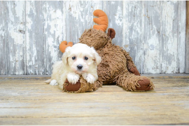 Best Maltipoo Baby