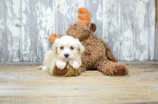 Best Maltipoo Baby