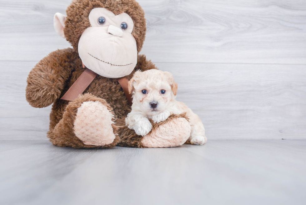 Poochon Pup Being Cute