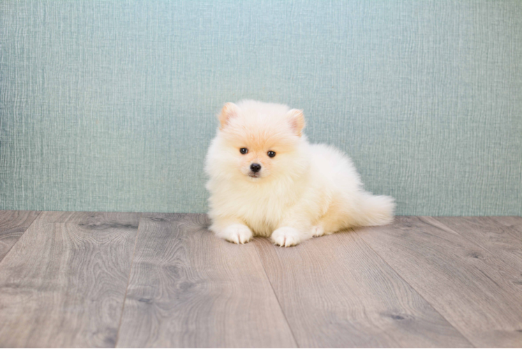 Pomeranian Puppy for Adoption