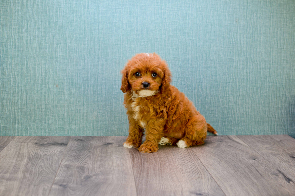 Best Cavapoo Baby