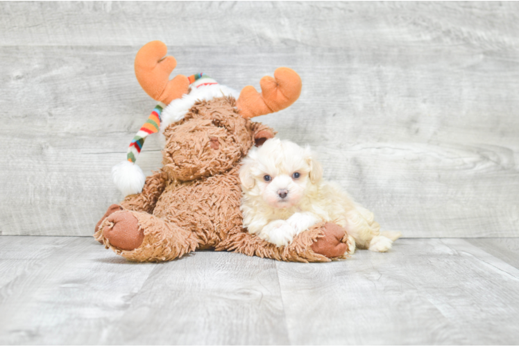 Little Maltepoo Poodle Mix Puppy