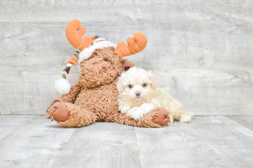 Little Maltepoo Poodle Mix Puppy