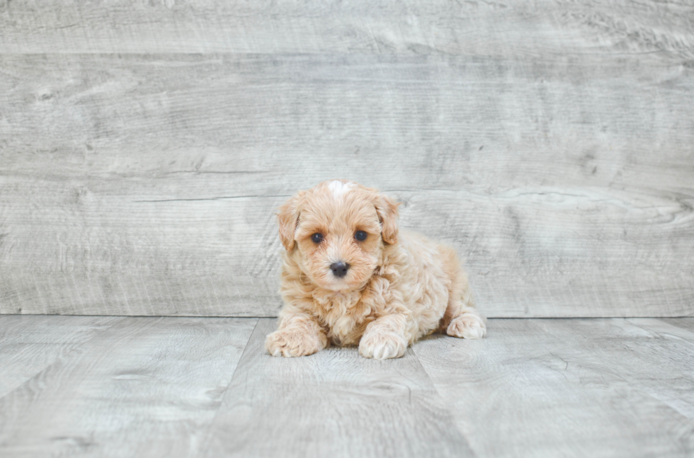 Fluffy Maltipoo Poodle Mix Pup