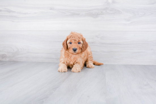 Best Mini Goldendoodle Baby