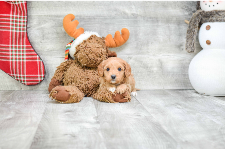 Small Cavapoo Baby