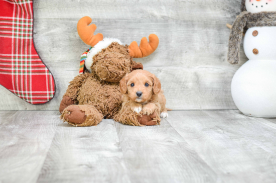 Small Cavapoo Baby