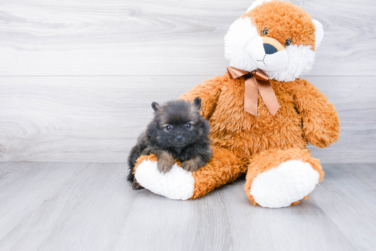 Funny Pomeranian Purebred Pup