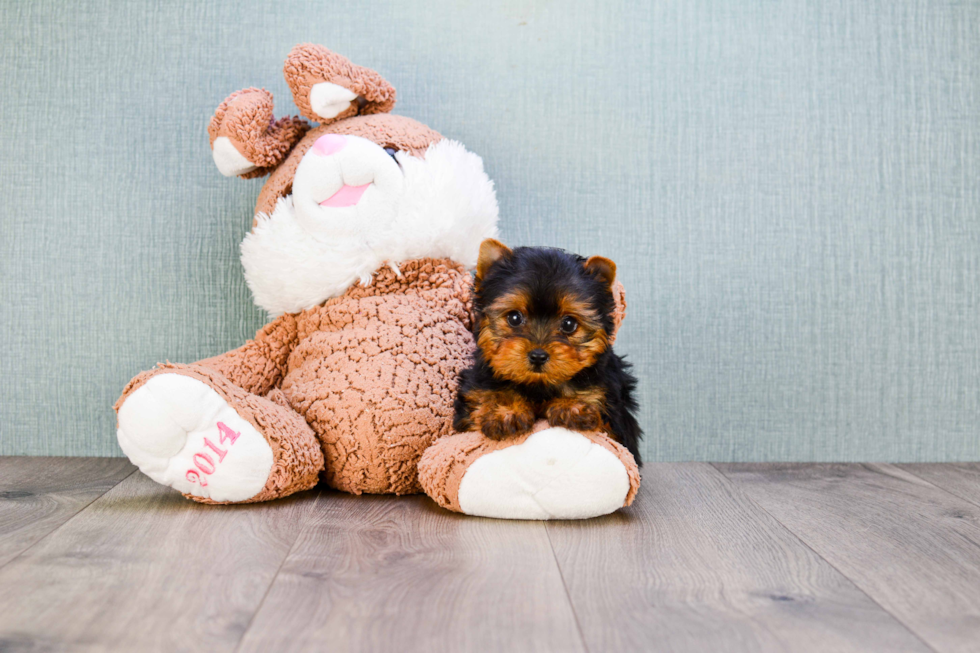 Meet Giselle - our Yorkshire Terrier Puppy Photo 