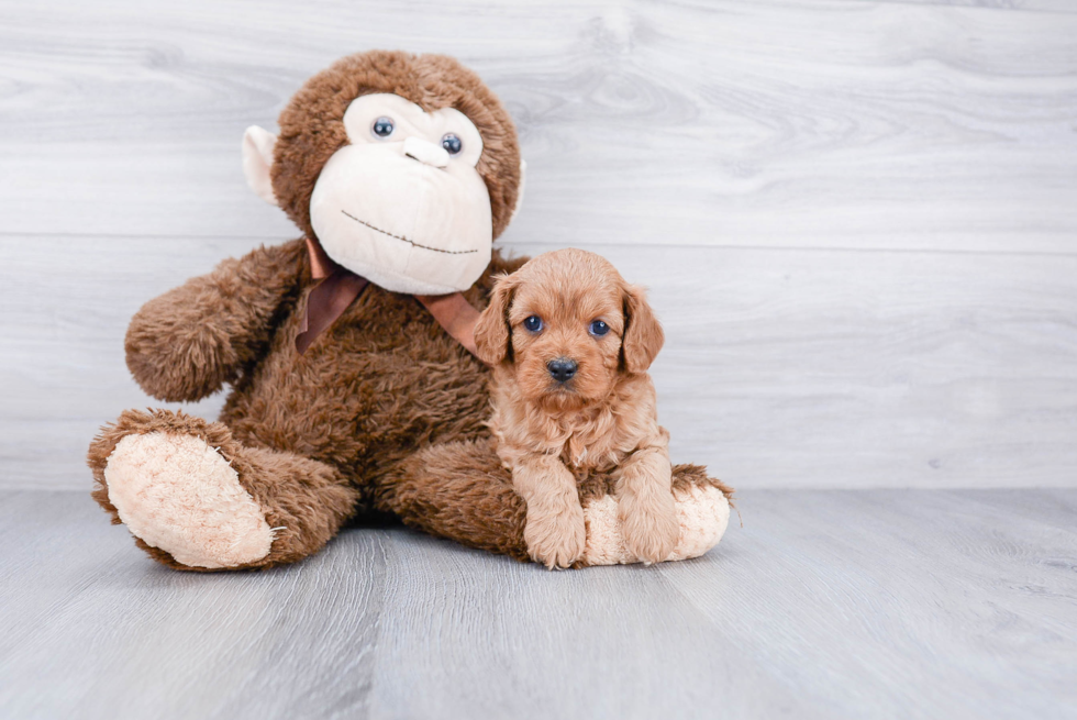 Cavapoo Puppy for Adoption