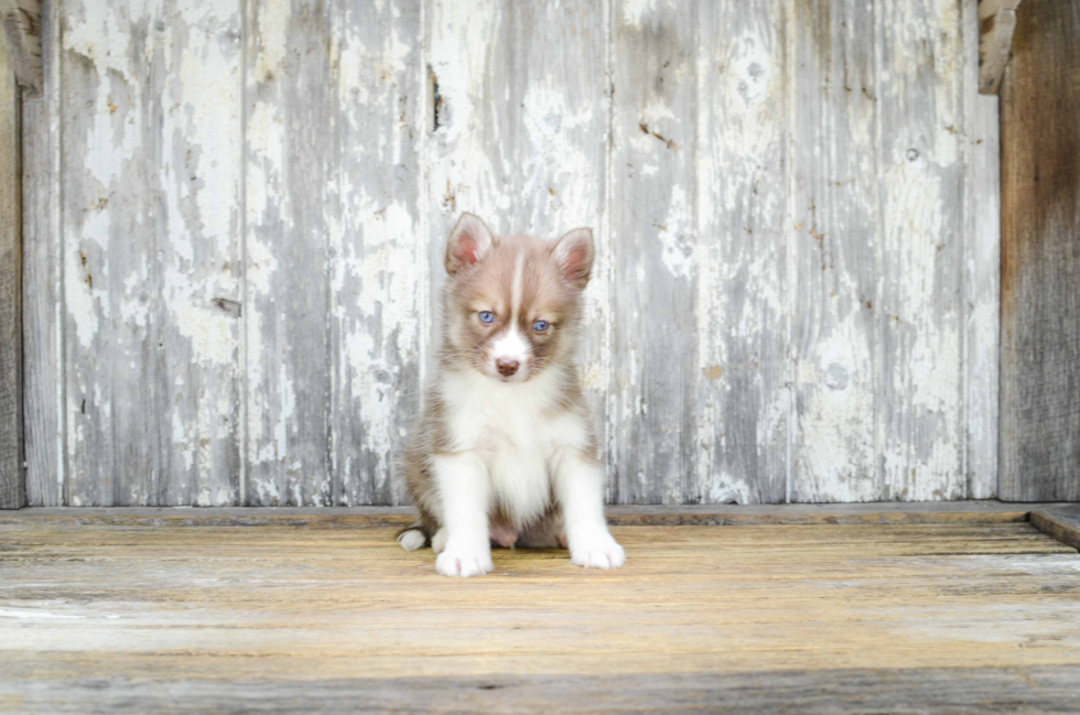 Pomsky Puppy for Adoption