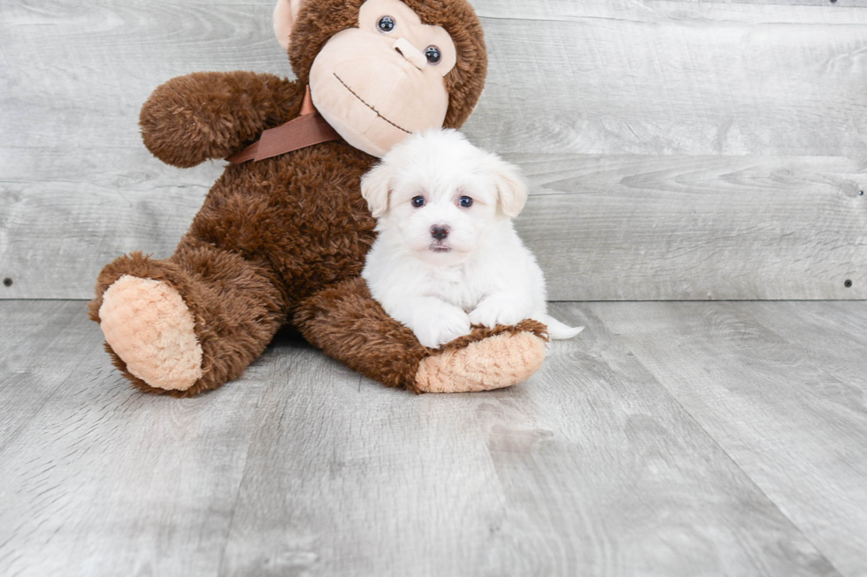 Havanese Pup Being Cute