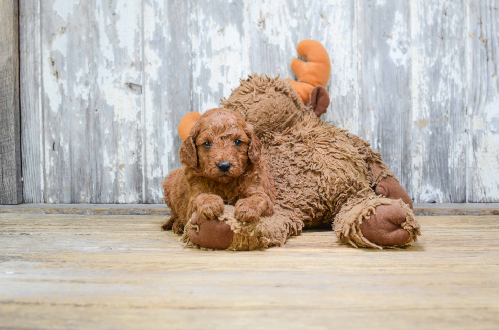 Energetic Golden Retriever Poodle Mix Puppy