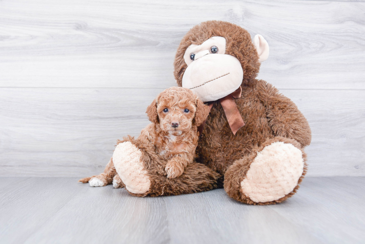 Cockapoo Pup Being Cute